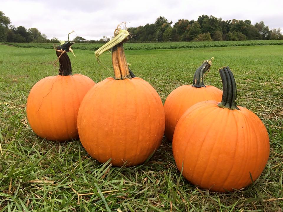 Spencer Farm Pumpkins