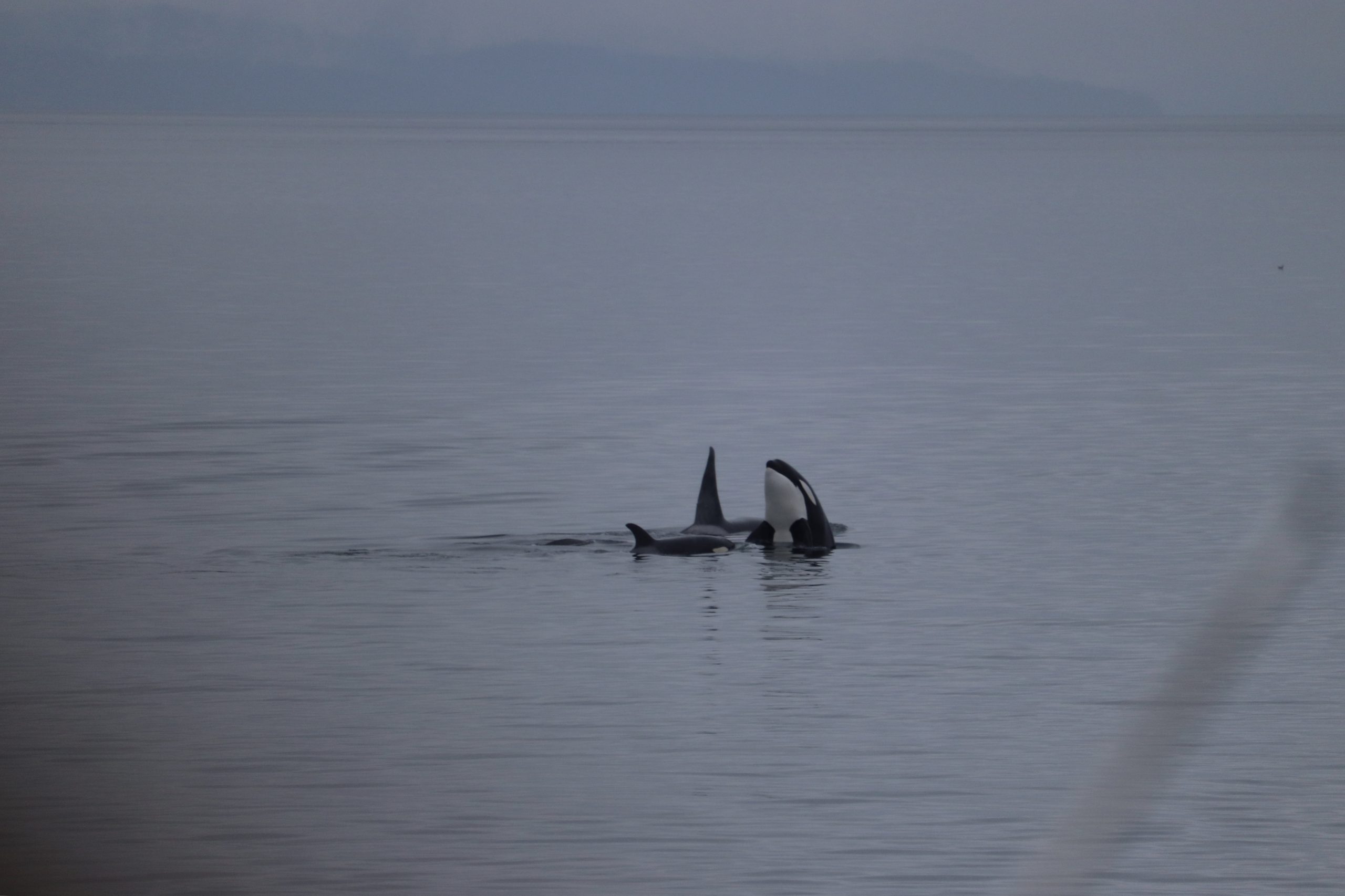 Video: Whale Watching on the Waters off Seattle