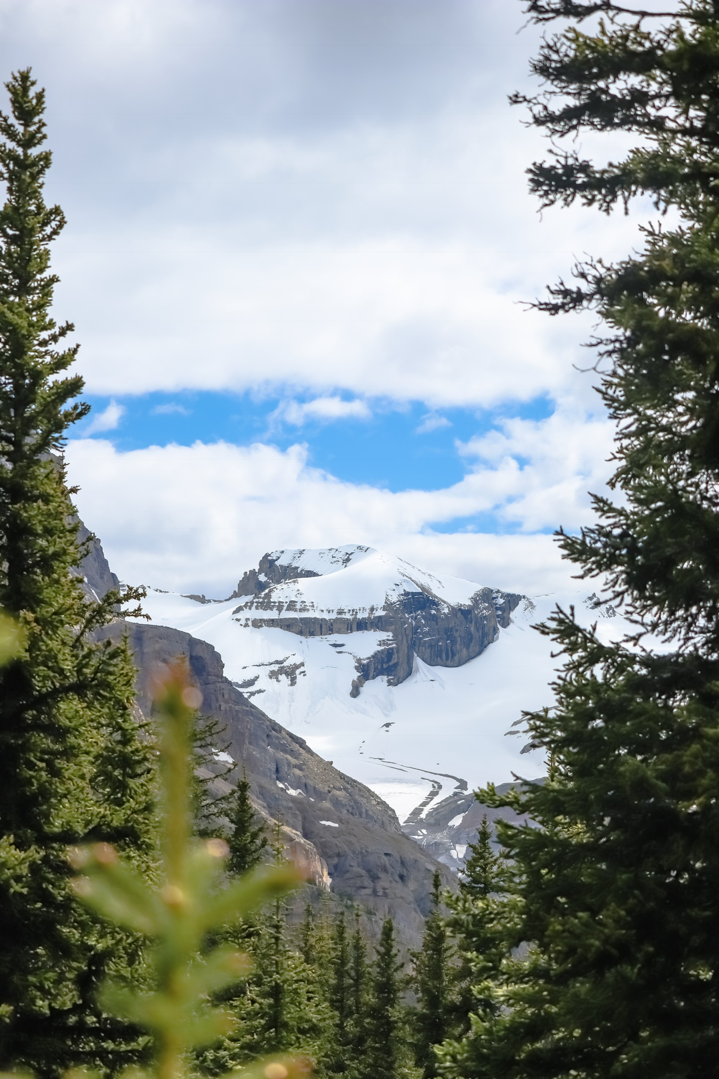 Peyto Glacier