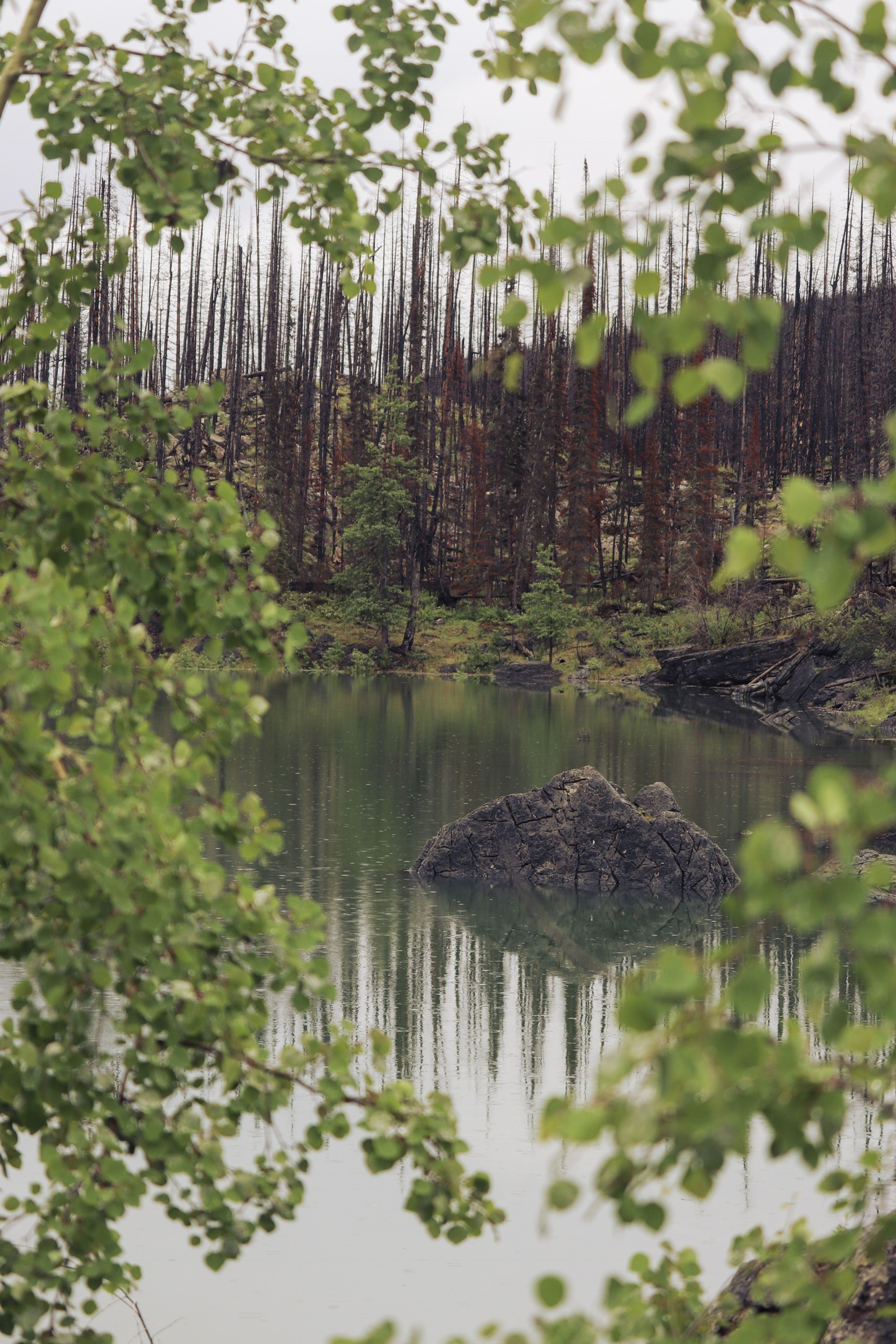 Medicine Lake - Dead Trees