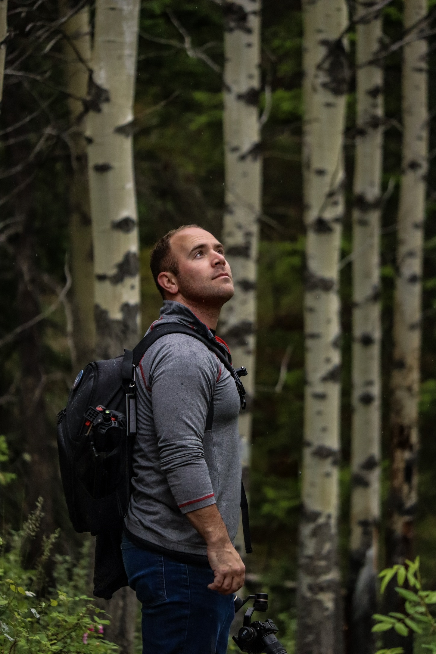 Valley of the Five Lakes White Birch Forest