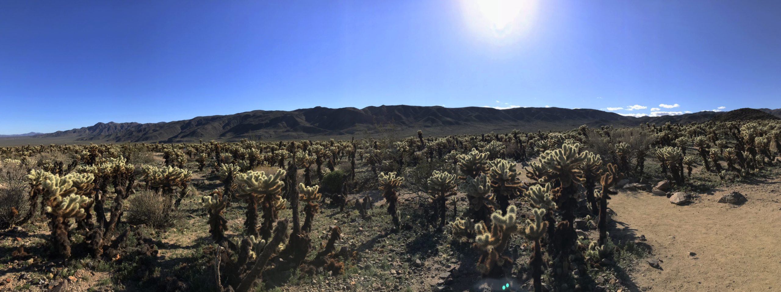 cholla pano