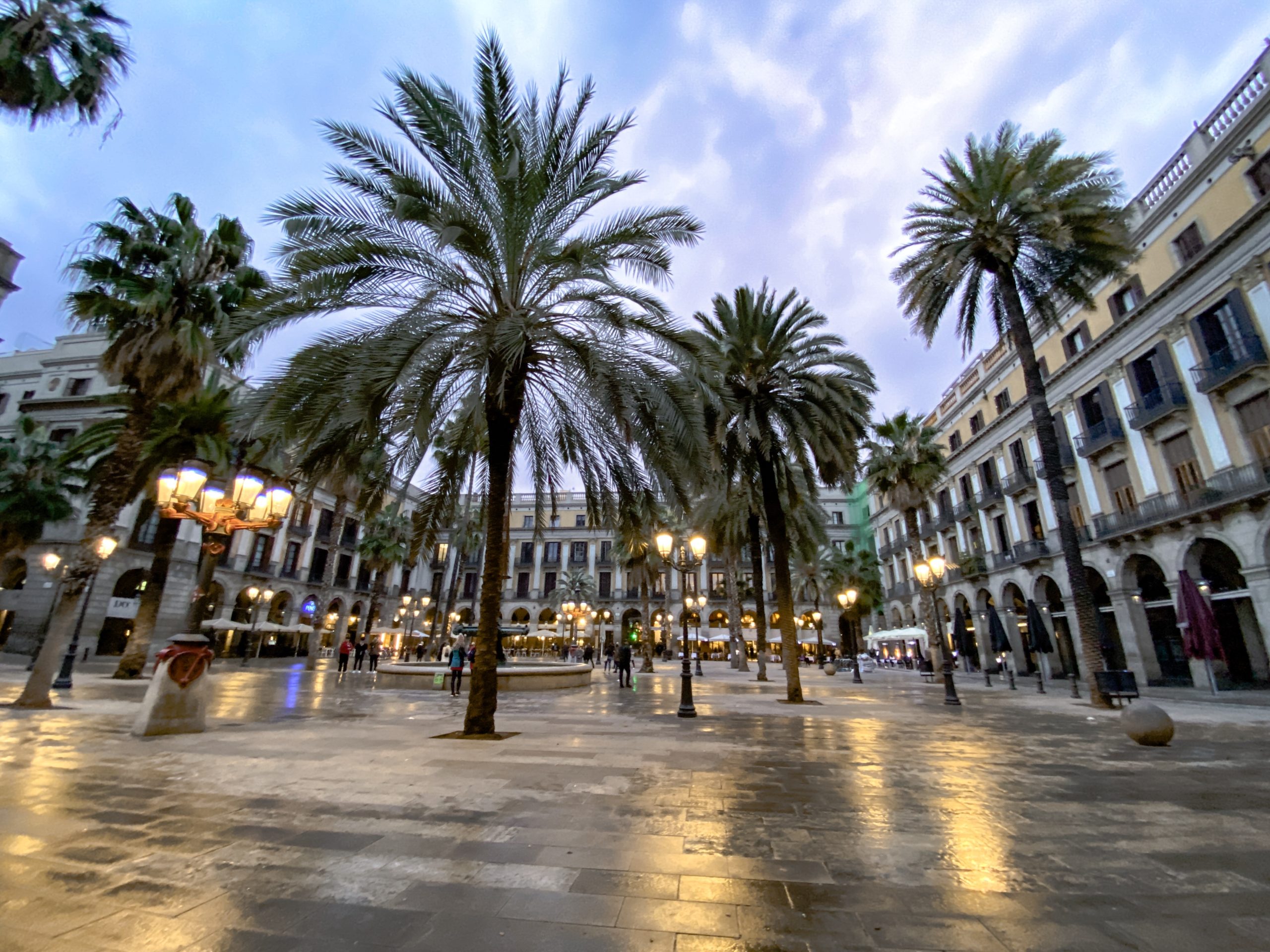 Barcelona Palm Trees