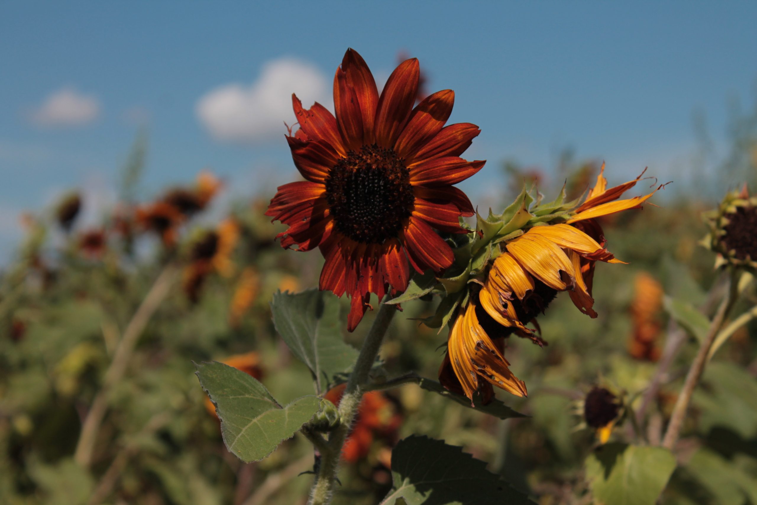 Stuckey Farm Sunflower Festival